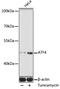 ATF4 antibody, 13-077, ProSci, Western Blot image 