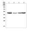Eukaryotic Translation Termination Factor 1 antibody, A04157-2, Boster Biological Technology, Western Blot image 