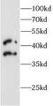 MAF BZIP Transcription Factor antibody, FNab10766, FineTest, Western Blot image 