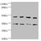 Cytohesin 2 antibody, LS-C675617, Lifespan Biosciences, Western Blot image 