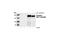 Insulin Receptor Substrate 1 antibody, 2384S, Cell Signaling Technology, Western Blot image 