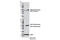 Serine Hydroxymethyltransferase 2 antibody, 12762S, Cell Signaling Technology, Western Blot image 