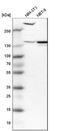 Phosphodiesterase 4D antibody, NBP1-84428, Novus Biologicals, Western Blot image 