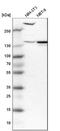 cAMP-specific 3 ,5 -cyclic phosphodiesterase 4D antibody, NBP1-84428, Novus Biologicals, Western Blot image 