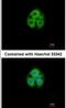 Glycine-N-Acyltransferase Like 1 antibody, NBP1-32600, Novus Biologicals, Immunofluorescence image 