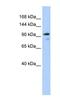 Angiomotin Like 1 antibody, NBP1-55099, Novus Biologicals, Western Blot image 