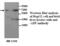Alpha Fetoprotein antibody, MBS416825, MyBioSource, Western Blot image 