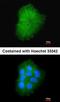 Transmembrane Protein 147 antibody, orb74225, Biorbyt, Immunofluorescence image 