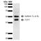 Transcription Factor 7 antibody, PA5-77813, Invitrogen Antibodies, Western Blot image 