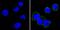 CD36 Molecule antibody, MA5-14112, Invitrogen Antibodies, Immunofluorescence image 