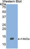 Brain Derived Neurotrophic Factor antibody, LS-C299404, Lifespan Biosciences, Western Blot image 