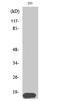 Histone H3 antibody, STJ93533, St John