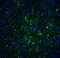 Immunity Related GTPase M antibody, A03614, Boster Biological Technology, Immunofluorescence image 