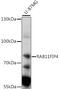 RAB11 Family Interacting Protein 4 antibody, 16-320, ProSci, Western Blot image 