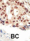 Protein Kinase CGMP-Dependent 2 antibody, abx033809, Abbexa, Immunohistochemistry frozen image 