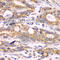 Golgi Membrane Protein 1 antibody, A7283, ABclonal Technology, Immunohistochemistry paraffin image 