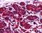 NGG1 Interacting Factor 3 Like 1 antibody, 45-245, ProSci, Immunohistochemistry paraffin image 