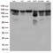 Tripartite Motif Containing 28 antibody, LS-C793221, Lifespan Biosciences, Western Blot image 