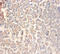 Glutamate Ionotropic Receptor NMDA Type Subunit 2A antibody, A52916-100, Epigentek, Immunohistochemistry paraffin image 