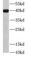 Major Histocompatibility Complex, Class I, G antibody, FNab09952, FineTest, Western Blot image 