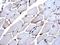 Histone Cluster 4 H4 antibody, NBP2-42856, Novus Biologicals, Immunohistochemistry paraffin image 