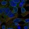 TGH antibody, NBP2-47529, Novus Biologicals, Immunofluorescence image 