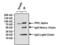 Protein Kinase C Alpha antibody, MA1-157, Invitrogen Antibodies, Immunoprecipitation image 