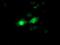 Fibroblast Growth Factor 21 antibody, NBP2-00645, Novus Biologicals, Immunocytochemistry image 