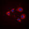 Aurora Kinase A antibody, GTX55002, GeneTex, Immunocytochemistry image 