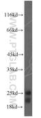 Fibroblast Growth Factor 12 antibody, 13784-1-AP, Proteintech Group, Western Blot image 