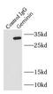 Geminin DNA Replication Inhibitor antibody, FNab03424, FineTest, Immunoprecipitation image 
