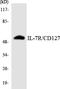 Interleukin 7 Receptor antibody, LS-C292102, Lifespan Biosciences, Western Blot image 