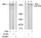 Insulin Receptor Substrate 1 antibody, NB100-82000, Novus Biologicals, Western Blot image 