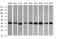 Acetyl-CoA Acyltransferase 2 antibody, MA5-26256, Invitrogen Antibodies, Western Blot image 