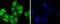 Heat Shock Transcription Factor 1 antibody, A00250S326, Boster Biological Technology, Immunocytochemistry image 