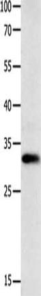 Gap Junction Protein Beta 3 antibody, CSB-PA093051, Cusabio, Western Blot image 