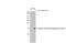 H2A Histone Family Member X antibody, GTX636713, GeneTex, Western Blot image 