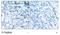 Cyclin Dependent Kinase 1 antibody, NB100-81837, Novus Biologicals, Immunohistochemistry frozen image 