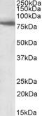 POU Class 2 Homeobox 2 antibody, 43-195, ProSci, Western Blot image 