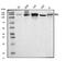 Interacts With SUPT6H, CTD Assembly Factor 1 antibody, A05958-1, Boster Biological Technology, Western Blot image 