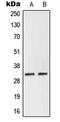 Neuralized E3 Ubiquitin Protein Ligase 2 antibody, orb215377, Biorbyt, Western Blot image 