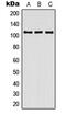 Contactin-3 antibody, MBS820958, MyBioSource, Western Blot image 