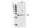 RAS Like Proto-Oncogene B antibody, 3523S, Cell Signaling Technology, Western Blot image 