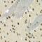 Protein max antibody, FNab05033, FineTest, Immunohistochemistry paraffin image 