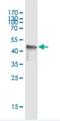 Glycosylphosphatidylinositol Anchored High Density Lipoprotein Binding Protein 1 antibody, H00338328-M02, Novus Biologicals, Western Blot image 