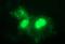 Parvin Beta antibody, MA5-26186, Invitrogen Antibodies, Immunocytochemistry image 