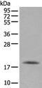 Rac Family Small GTPase 2 antibody, PA5-67609, Invitrogen Antibodies, Western Blot image 