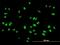 Ribosomal L1 Domain Containing 1 antibody, H00026156-B01P, Novus Biologicals, Immunocytochemistry image 