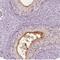 Epididymal Sperm Binding Protein 1 antibody, NBP2-13958, Novus Biologicals, Immunohistochemistry frozen image 