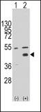 WNT Inhibitory Factor 1 antibody, 61-453, ProSci, Western Blot image 